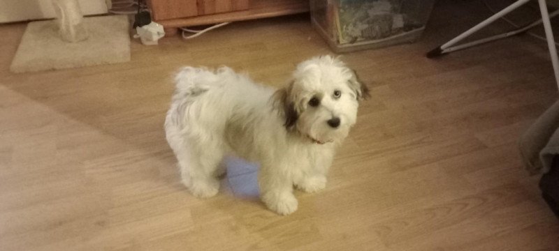 bichon havanese jellegű