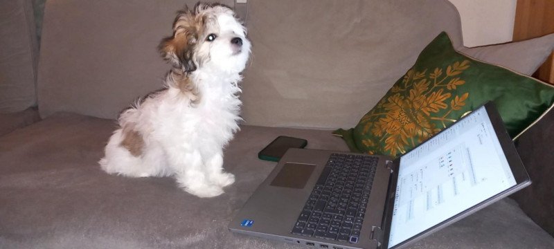 bichon havanese jellegű