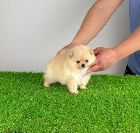 Pomerániai törpespitz