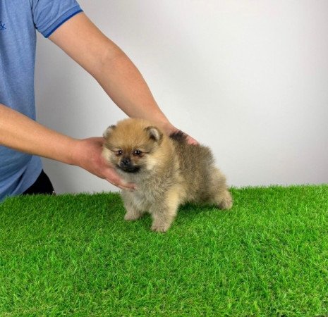 Pomerániai törpespitz