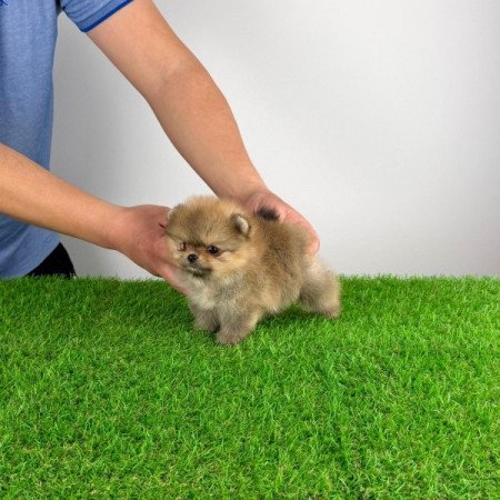 Pomerániai törpespitz