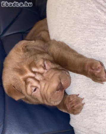 Shar-pei kölyők eladók.