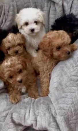 Maltipoo