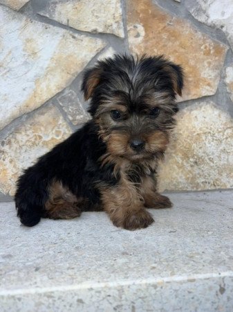 Yorkshire Terrier