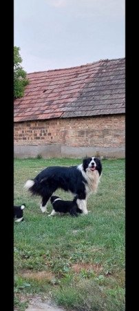 Border Collie