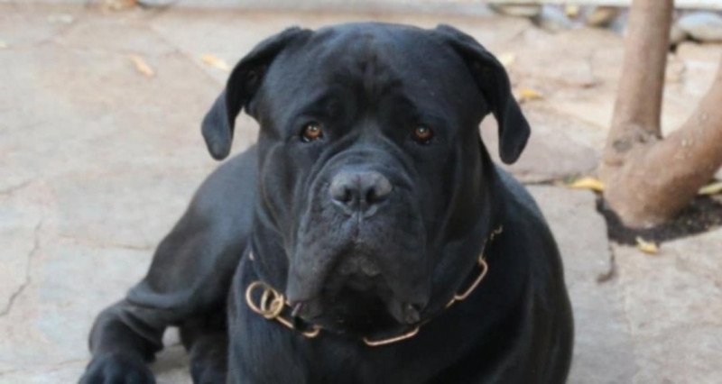 Cane corso