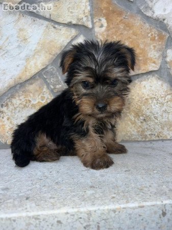 Yorkshire Terrier bébik