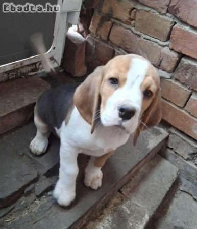Beagla kiskutyák gazdit keresnek