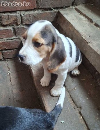 Beagla kiskutyák gazdit keresnek
