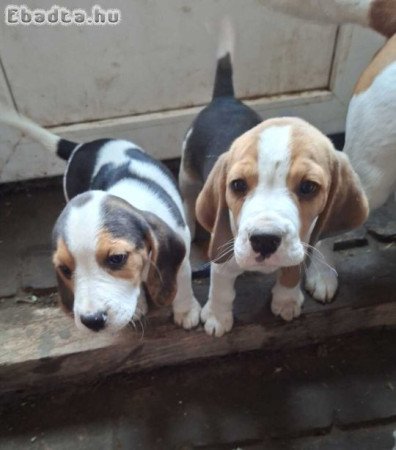 Beagla kiskutyák gazdit keresnek