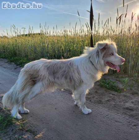 Eladó törzskönyves szuka red merle border collie