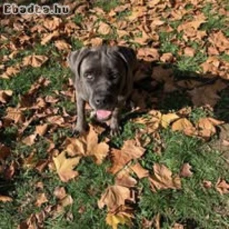 Eladó Cane Corso kutya