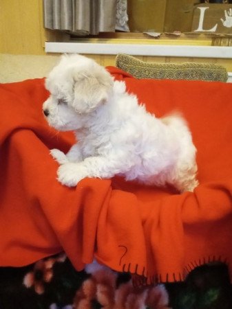 Bichon Havanese