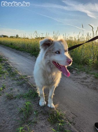 Eladó törzskönyves szuka red merle border collie