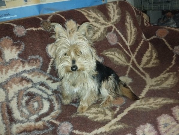 Yorkshire terrier