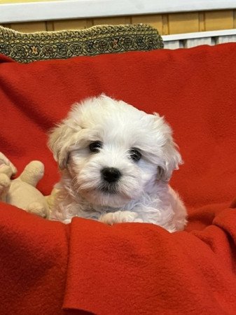 Bichon Havanese