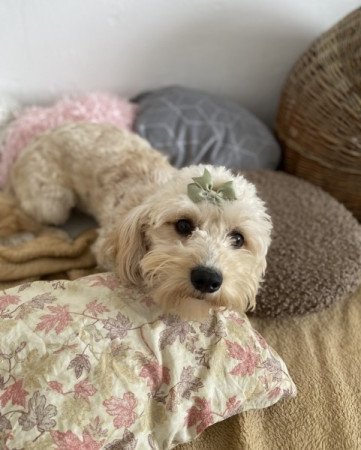 Maltipoo maltai es torpe uszkar