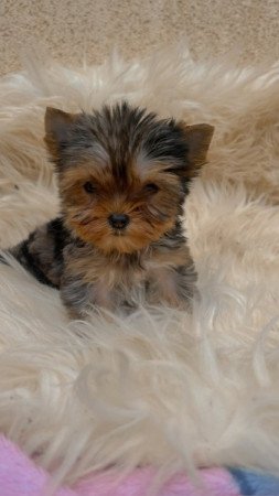 Yorkshire terrier