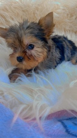 Yorkshire terrier