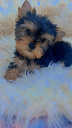 Yorkshire terrier