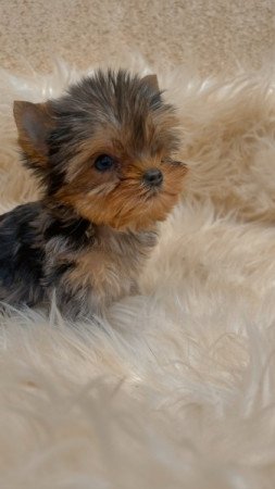 Yorkshire terrier