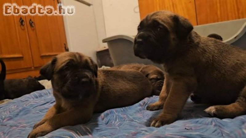 Cane Corso kölykök