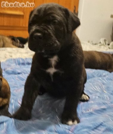 Cane Corso kölykök