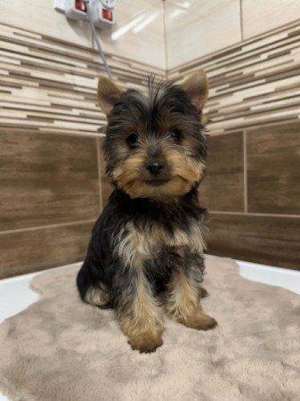 Mini Yorkshire terrier