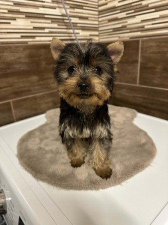 Mini Yorkshire terrier