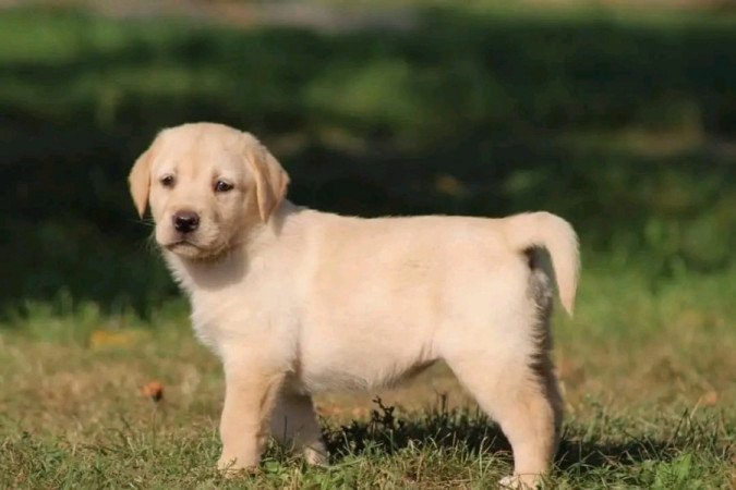 Labrador