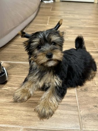 Yorkshire terrier