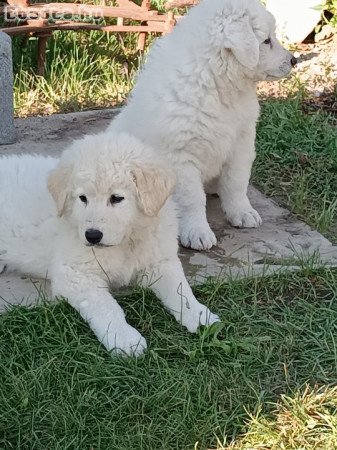 Kuvasz kölykök eladók