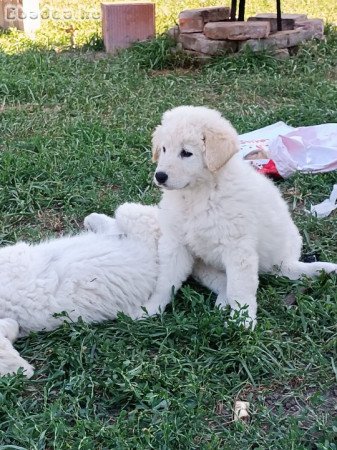 Kuvasz kölykök eladók