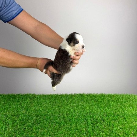 Ausztrál juhászkutya