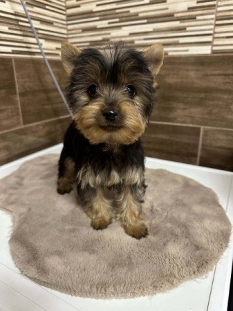 Mini Yorkshire terrier