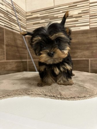 Extra Mini Yorkshire terrier
