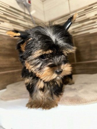 Extra Mini Yorkshire terrier