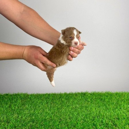 Ausztrál juhászkutya