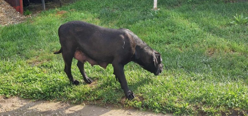 Cane corso