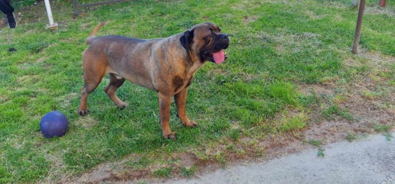 Cane corso