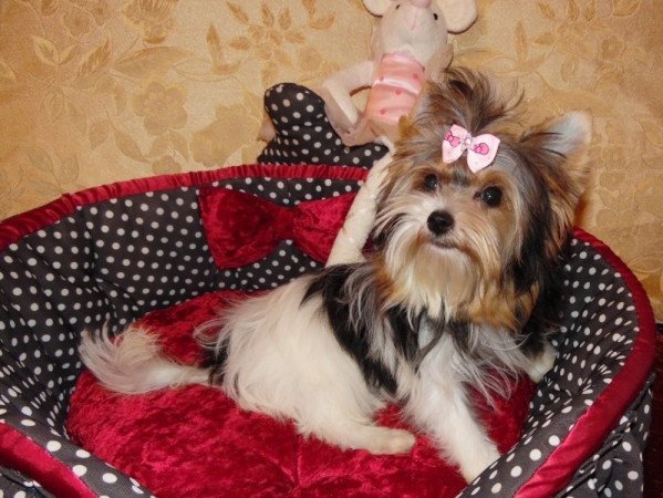 Biewer Yorkshire Terrier Yorki