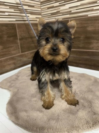 Mini Yorkshire terrier