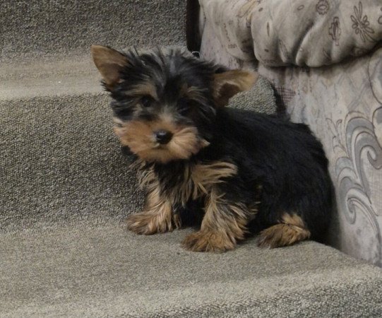 Yorkshire terrier