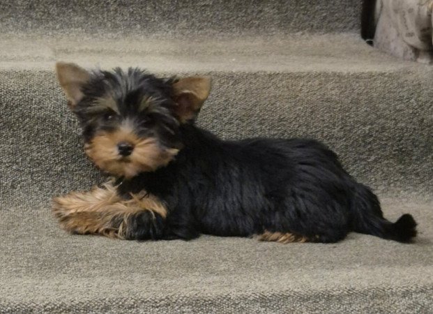 Yorkshire terrier
