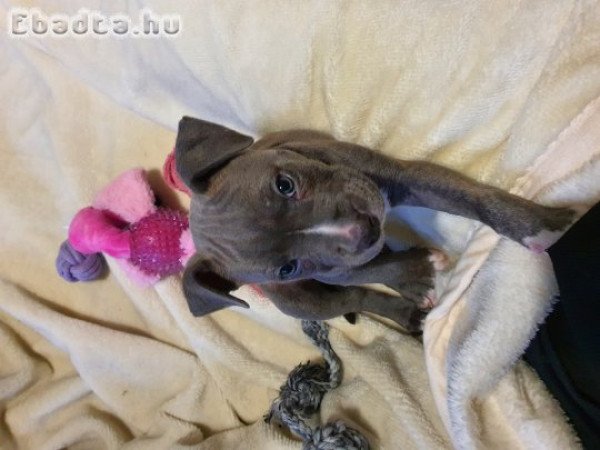 8 hetes szuka amstaff tündér eladó!