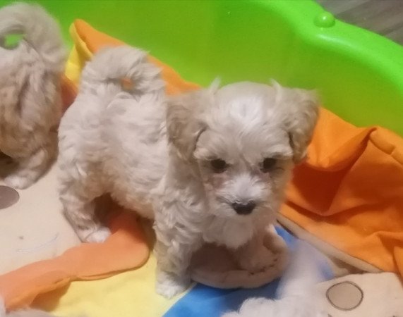 Maltipoo (máltai x uszkár)