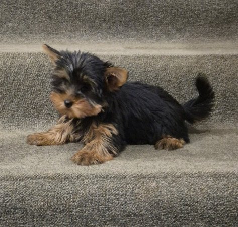 Yorkshire terrier