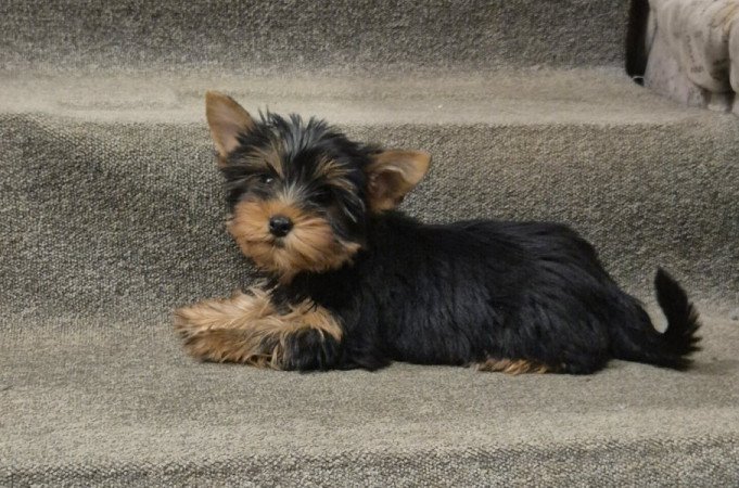 Yorkshire terrier
