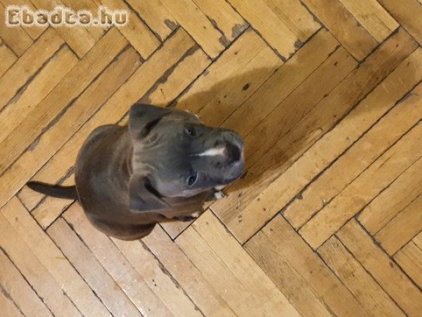 8 hetes szuka amstaff tündér eladó!