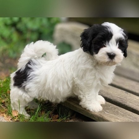 Bichon Havanese